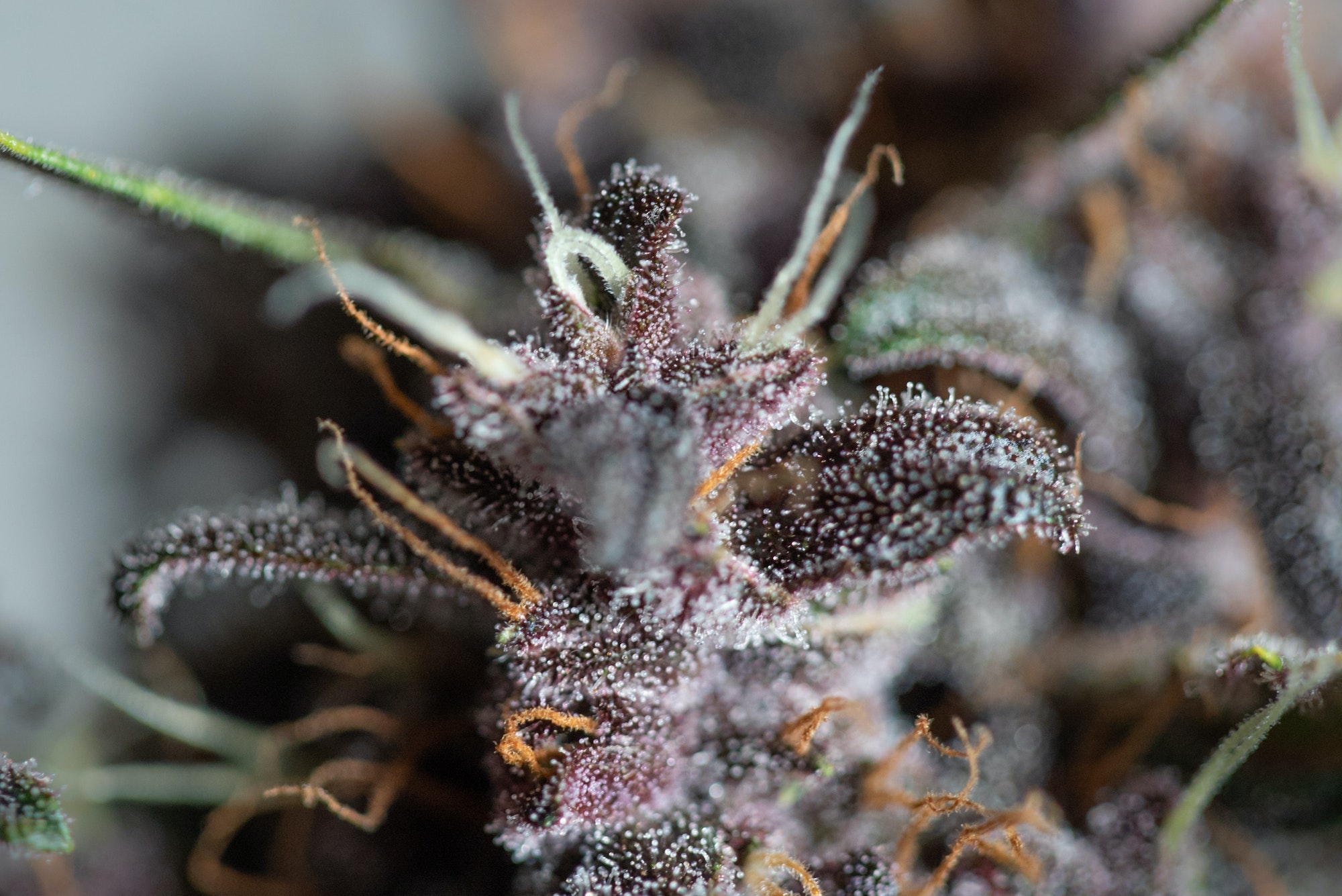 Closeup shot of cannabis kush plant strains on a blurred background